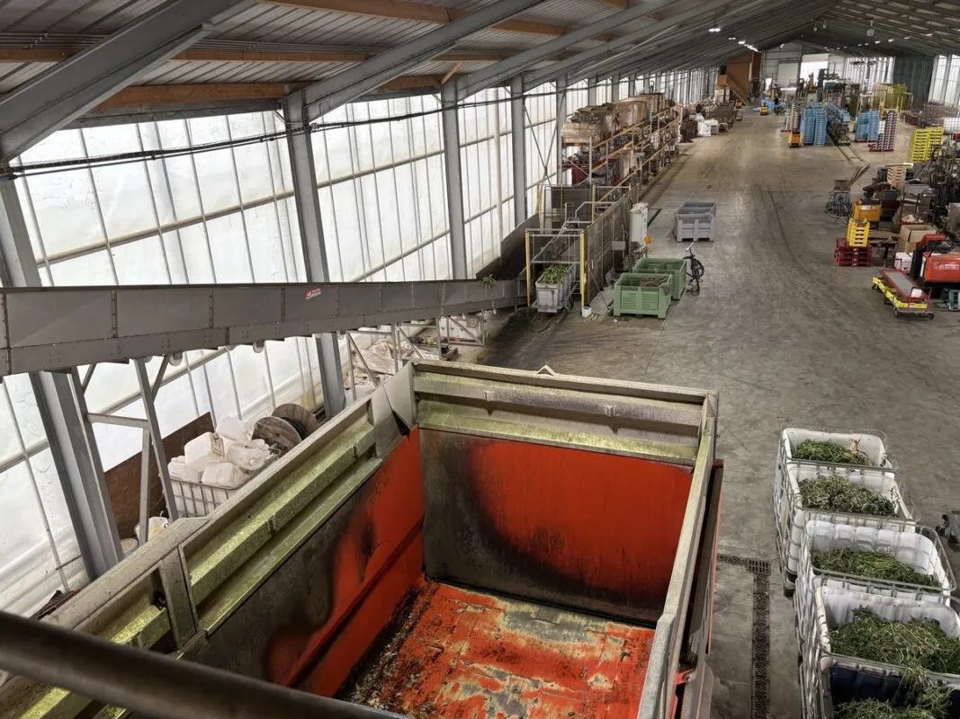 Les chariots entrent dans la ligne puis sont vidés. Un tapis convoyeur amène les feuilles jusqu'au broyeur.