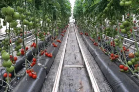 Une serre de tomate
