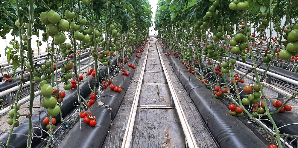 Une serre de tomate - Illustration Utiliser l’inertie de l’eau pour faire monter la température