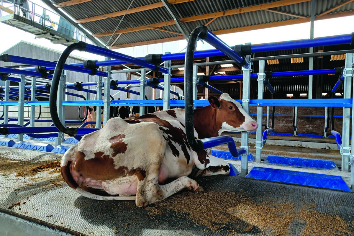 Une vache dans une logette - Illustration À chaque lot de vaches son bâtiment