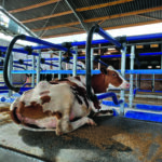 Une vache dans une logette