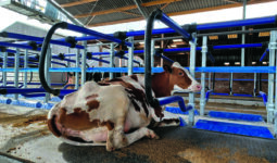 Une vache dans une logette