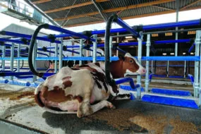 Une vache dans une logette