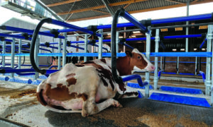 Une vache dans une logette