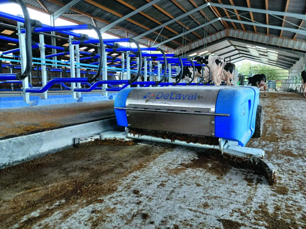 Un racleur à lisier dans un bâtiment d'élevage de vaches laitières