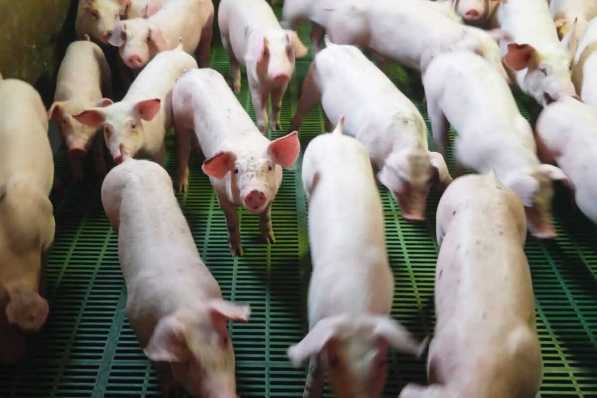 Photo PB 14-11-25.jpg - Illustration SNO et SINS : une origine commune à démontrer