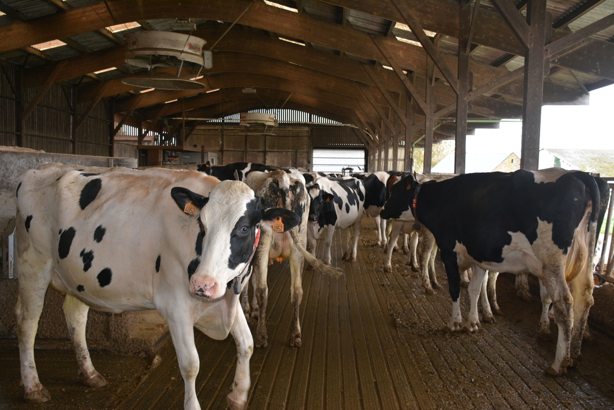 Les tapis rainurés.