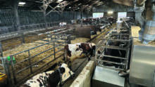 Des vaches de race Normande attendant leur tour devant un robot de traite
