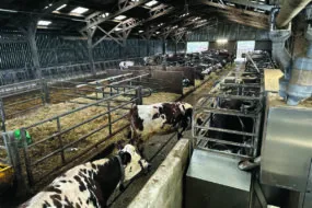 Des vaches de race Normande attendant leur tour devant un robot de traite