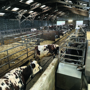 Des vaches de race Normande attendant leur tour devant un robot de traite