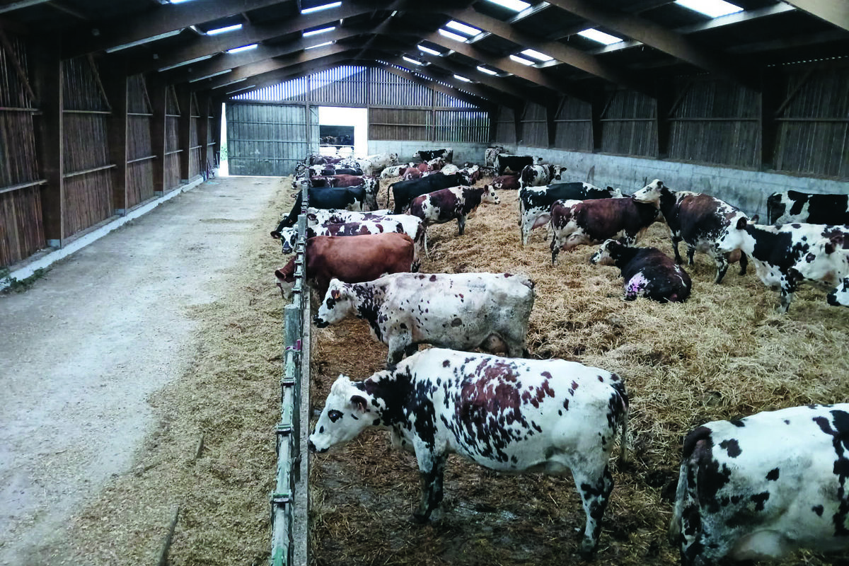L'intérieur d'une stabulation avec des vaches sur aire paillée - Illustration Une extension paillée pour rester simple