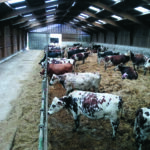 L'intérieur d'une stabulation avec des vaches sur aire paillée