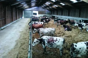 L'intérieur d'une stabulation avec des vaches sur aire paillée