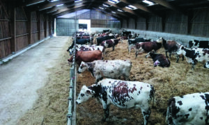 L'intérieur d'une stabulation avec des vaches sur aire paillée