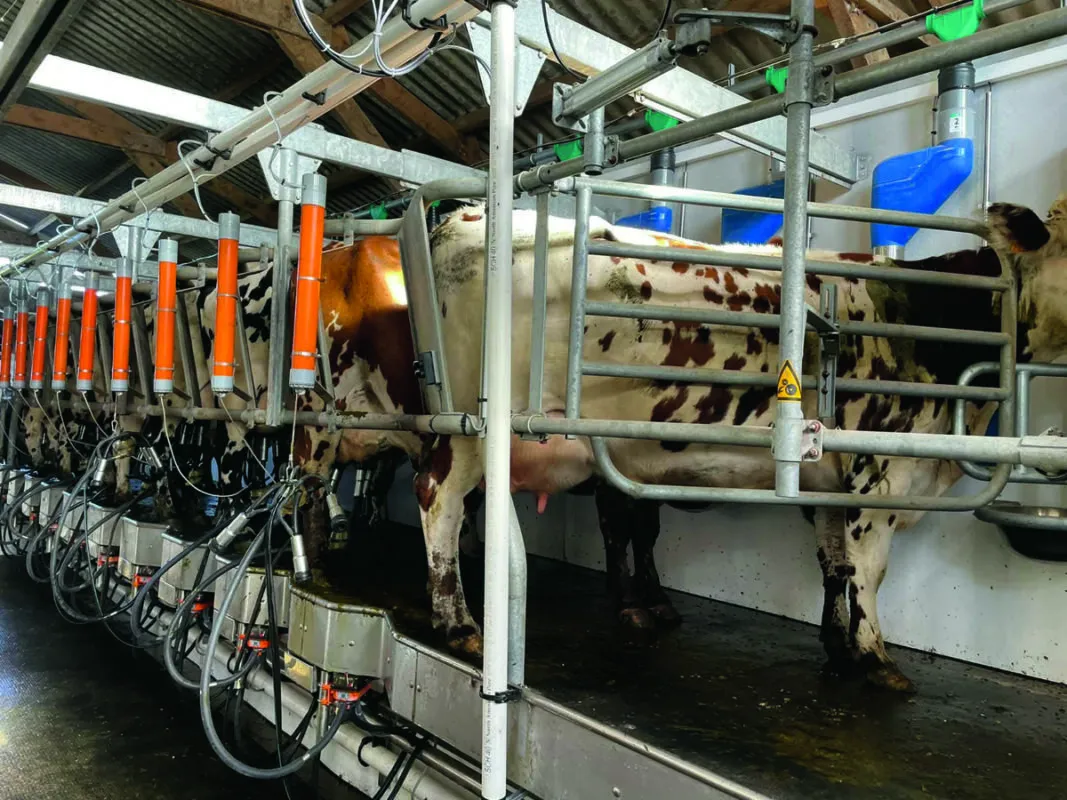 La salle de traite épi 60° (traite par l’arrière) illustre la même logique : faire simple sans surinvestir.