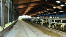 L'intérieur d'un bâtiment avec des vaches