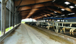 L'intérieur d'un bâtiment avec des vaches