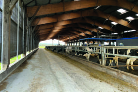 L'intérieur d'un bâtiment avec des vaches