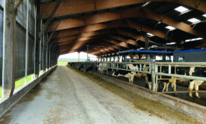L'intérieur d'un bâtiment avec des vaches