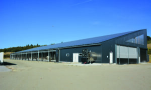 Un bâtiment d'élevage de vaches laitières en monopente