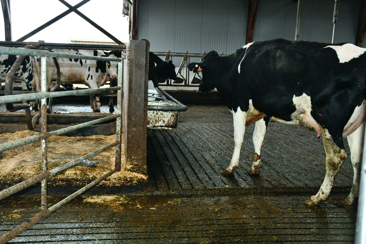 Une vache qui marche sur des tapis