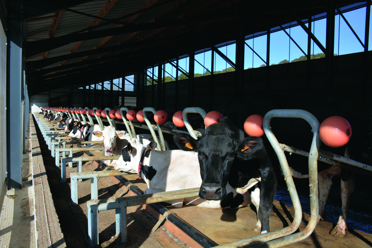 Des vaches au cornadis dans un bâtiment d'élevage