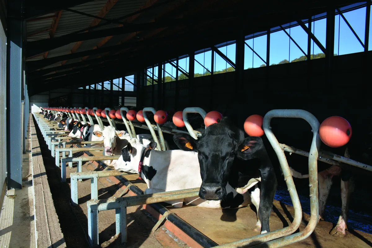 Des vaches au cornadis dans un bâtiment d'élevage