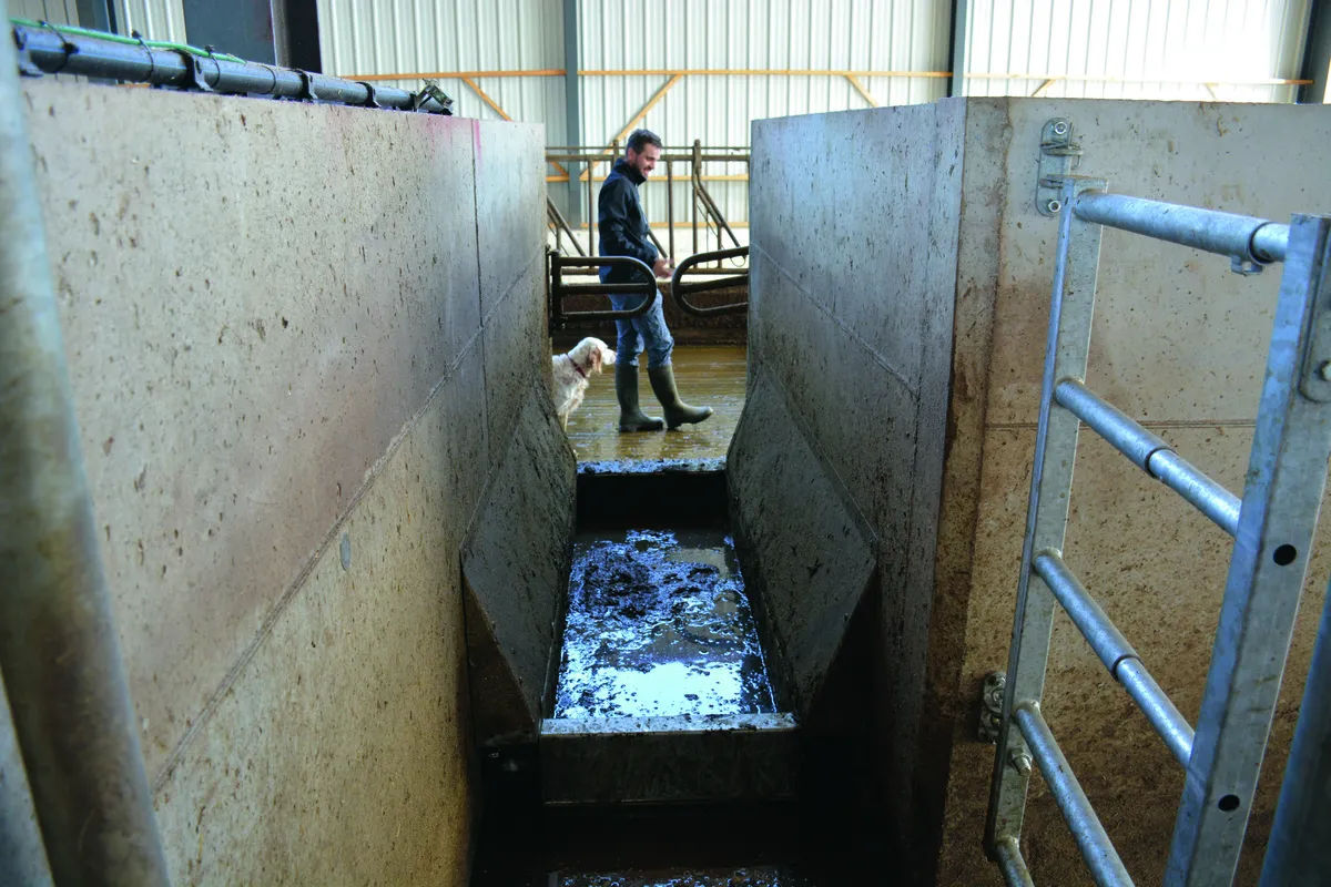 Un pédiluve dans un bâtiment d'élevage de vaches laitières