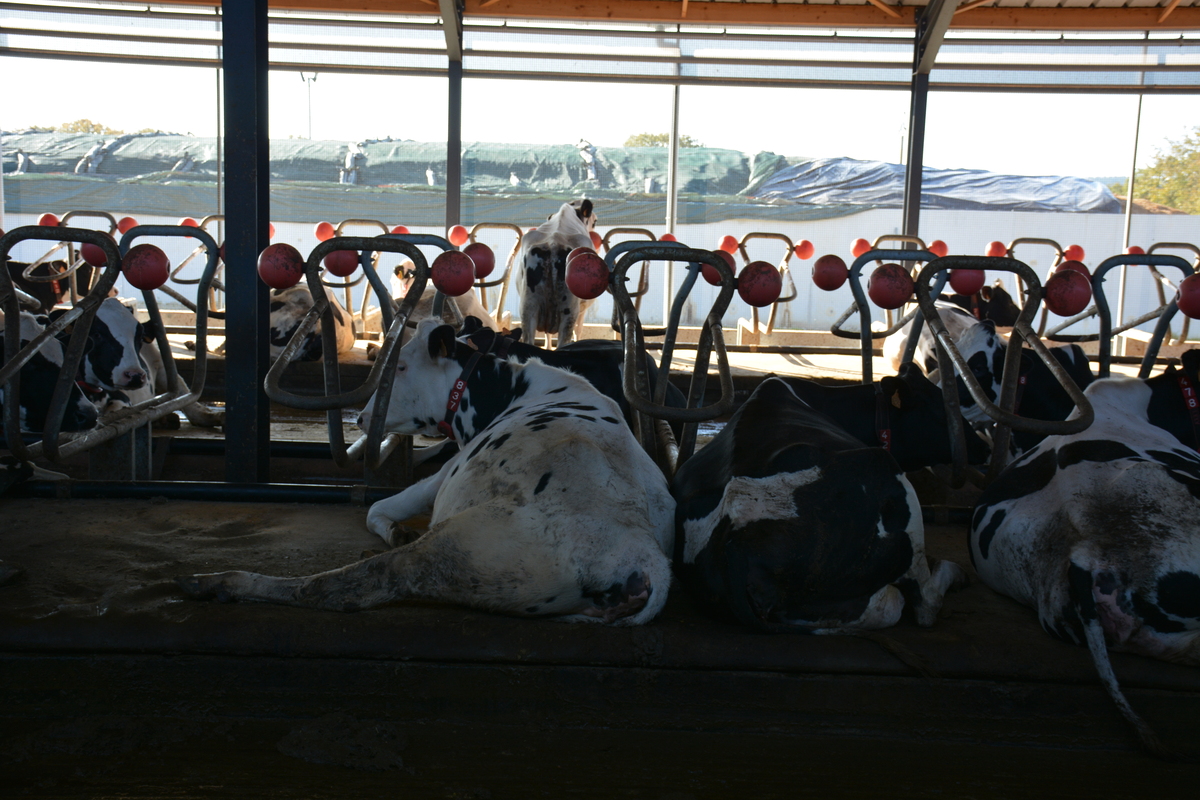 Des vaches en logettes