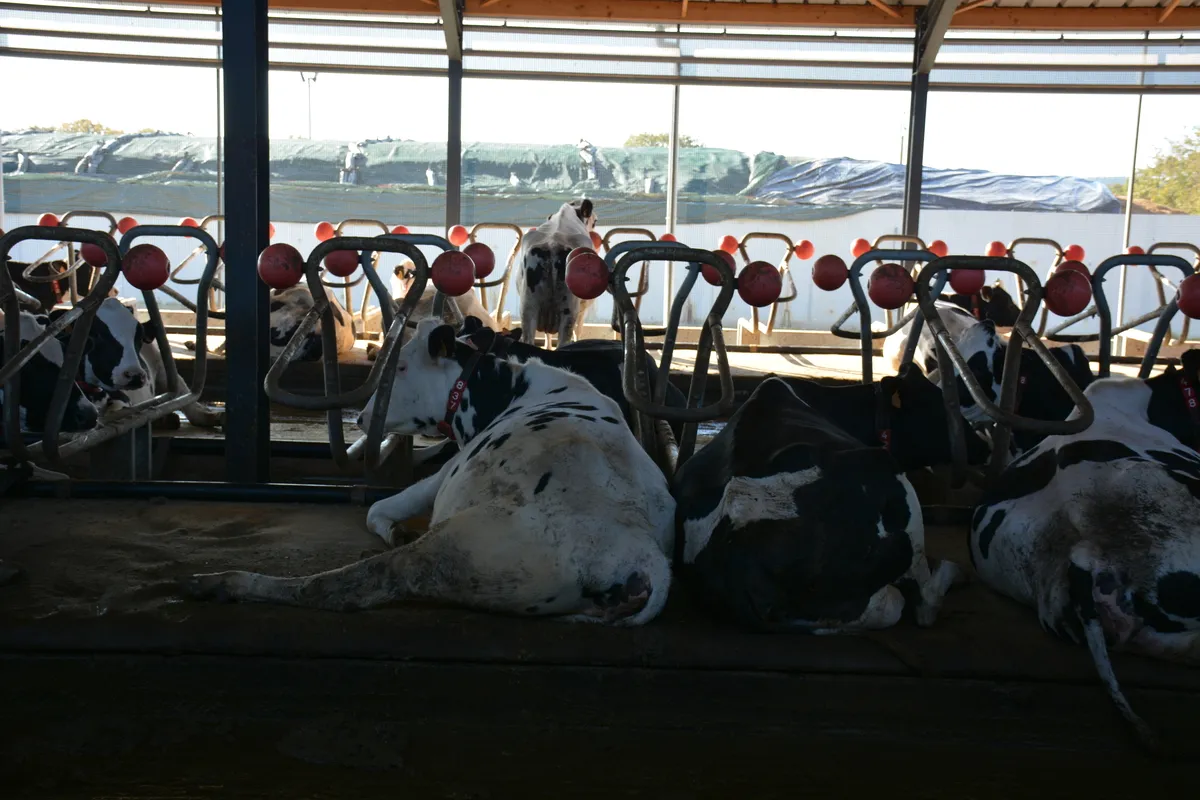 Des vaches en logettes