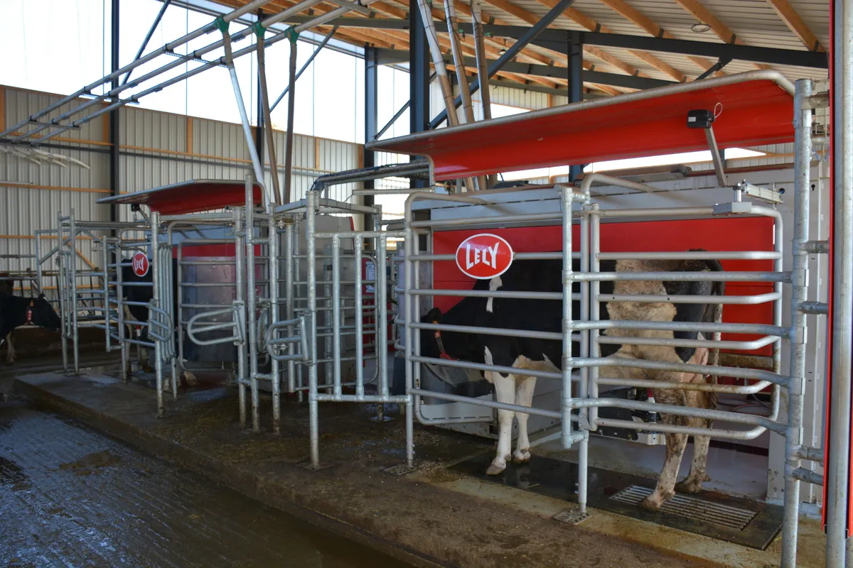 Une vaches au robot de traite