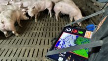 Gros plan sur une tablette optiscan dans les mains d'un éleveur de porc au milieu de ses cochons