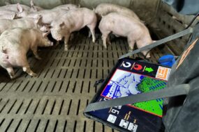 Gros plan sur une tablette optiscan dans les mains d'un éleveur de porc au milieu de ses cochons