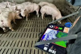 Gros plan sur une tablette optiscan dans les mains d'un éleveur de porc au milieu de ses cochons