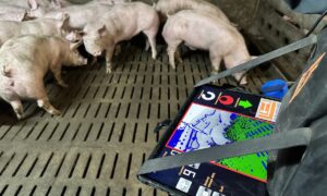Gros plan sur une tablette optiscan dans les mains d'un éleveur de porc au milieu de ses cochons