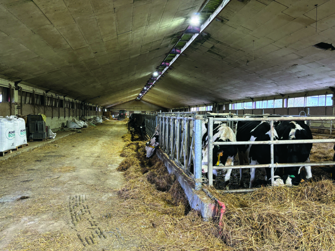 Des vaches dans un bâtiment d'élevage