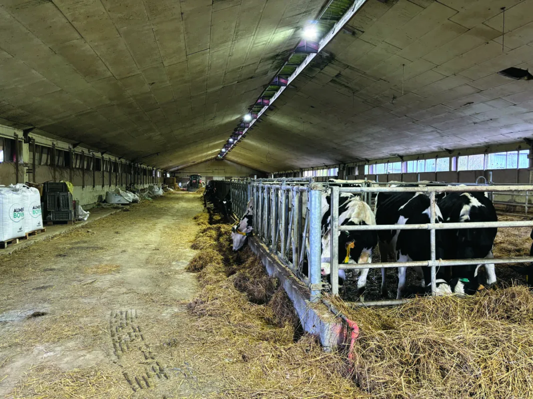 Des vaches dans un bâtiment d'élevage