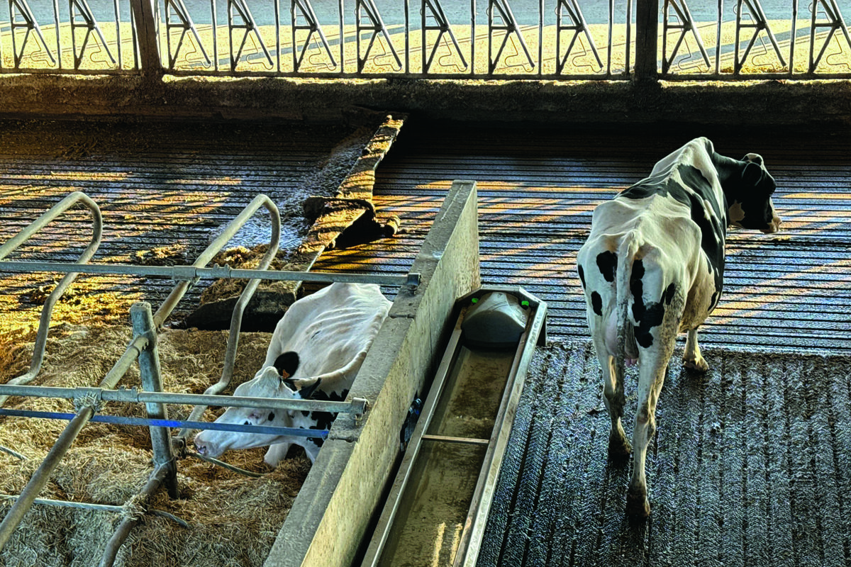 Dans un bâtiment en élevage laitier, une vache couchée dans une logette, une vache debout dans un couloir et un racleur passant dans le couloir d'xercice. - Illustration Attention à la qualité de l’air dans les stabulations