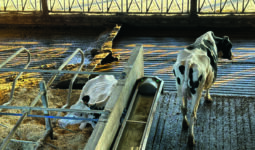 Dans un bâtiment en élevage laitier, une vache couchée dans une logette, une vache debout dans un couloir et un racleur passant dans le couloir d'xercice.