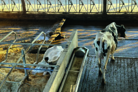 Dans un bâtiment en élevage laitier, une vache couchée dans une logette, une vache debout dans un couloir et un racleur passant dans le couloir d'xercice.