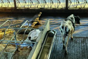 Dans un bâtiment en élevage laitier, une vache couchée dans une logette, une vache debout dans un couloir et un racleur passant dans le couloir d'xercice.