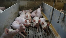 Une case avec des porcs dans un bâtiment d'élevage