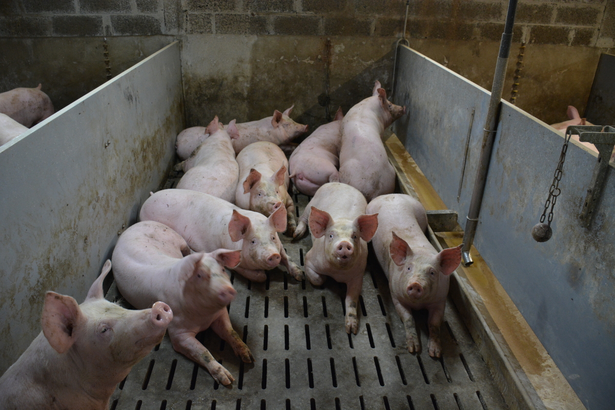 Une case avec des porcs dans un bâtiment d'élevage - Illustration Une filière intégrée : Les espagnols  mieux rémunérés