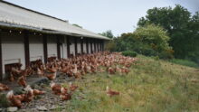 Un bâtiment d'élevage de poules