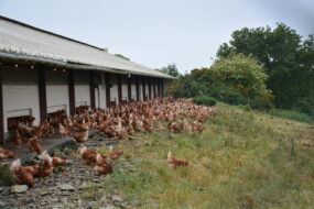 Un bâtiment d'élevage de poules
