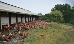 Un bâtiment d'élevage de poules