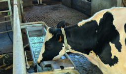 Une vache laitière de race Holstein en train boire dans un abreuvoir.