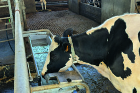 Une vache laitière de race Holstein en train boire dans un abreuvoir.