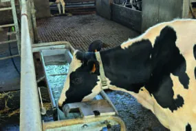 Une vache laitière de race Holstein en train boire dans un abreuvoir.