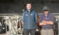 Deux personnes devant des vaches